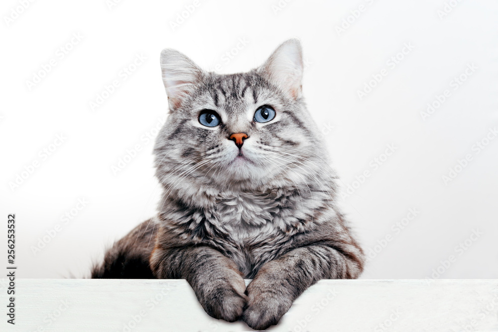 cat01